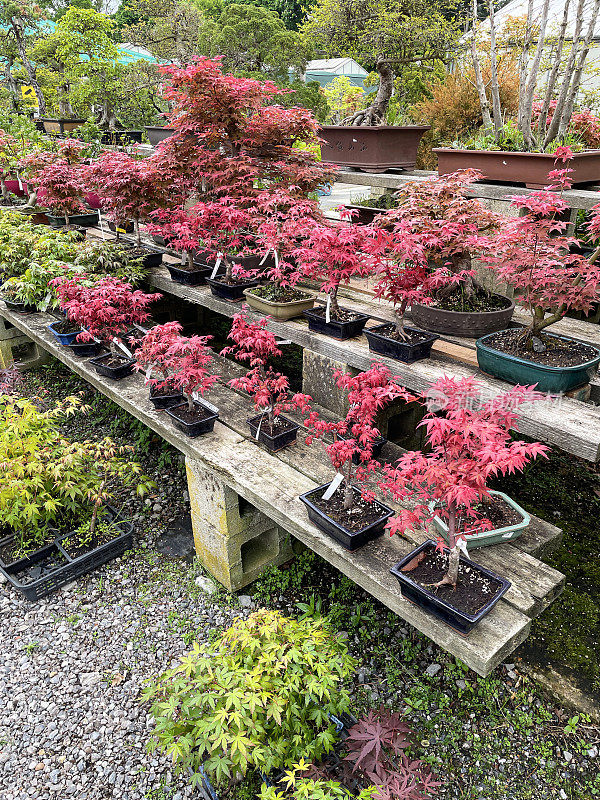 在花园中心苗圃的一排排盆景树的图像，分层，木制货架展示盆栽日本deshojo枫树(Acer palmatum deshojo)在春天的颜色叶子，重点放在前景